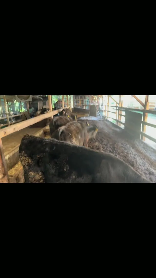 今日のワクワクニュース✨
