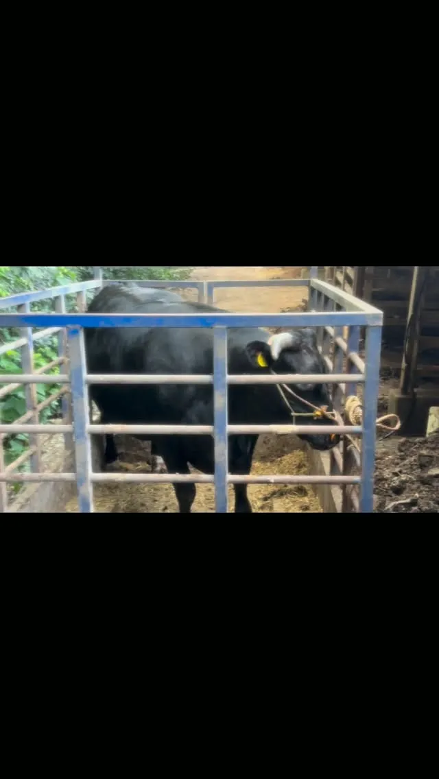 今日は出荷の日🐄