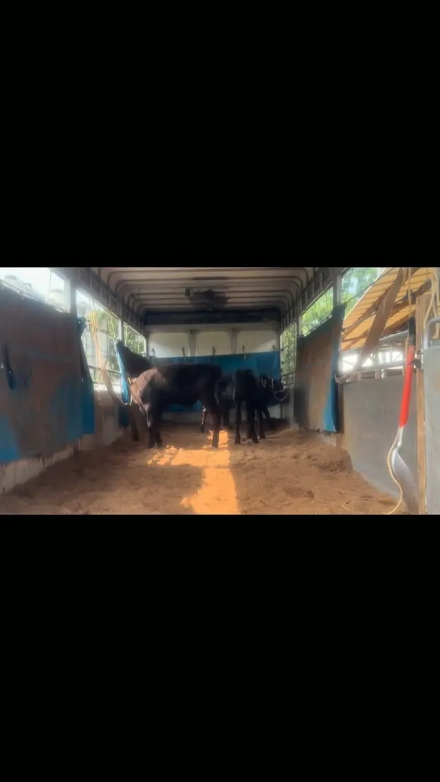 新しい仲間が増えました🐮✨