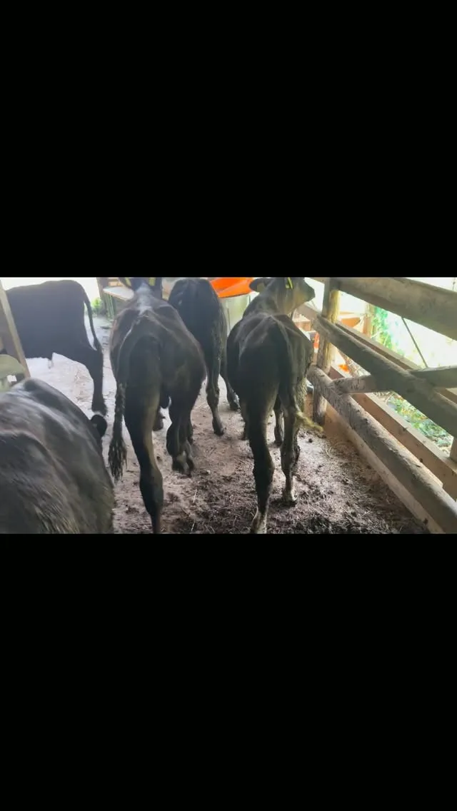 今日のハイライト🐄✨