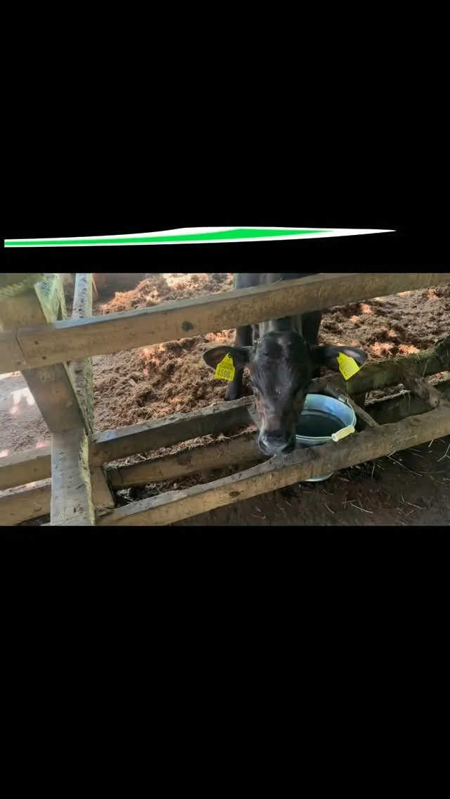 新しい家族が増えました🐄✨