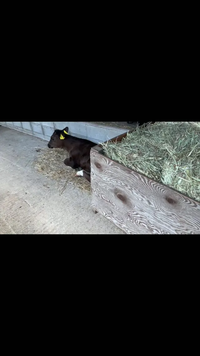 小さな冒険者発見🐮✨