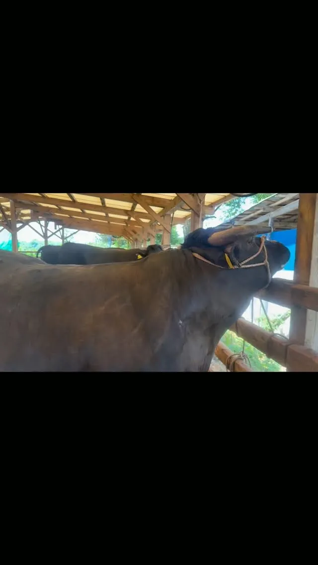 重量感たっぷりの牛たち🐄