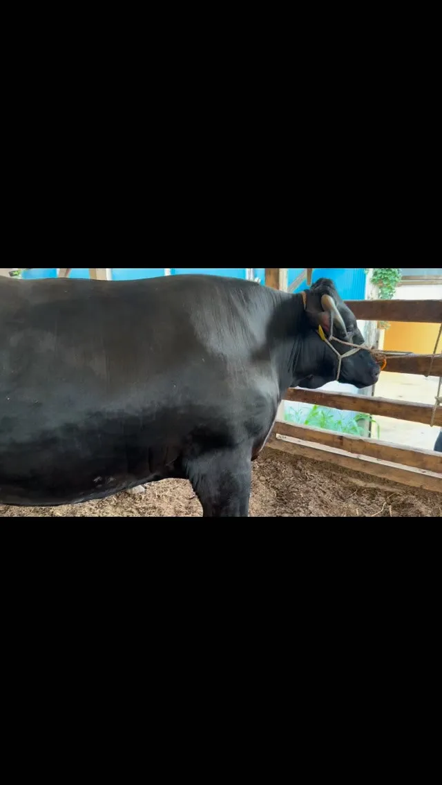 牛たちが新たな旅へ🐄✨