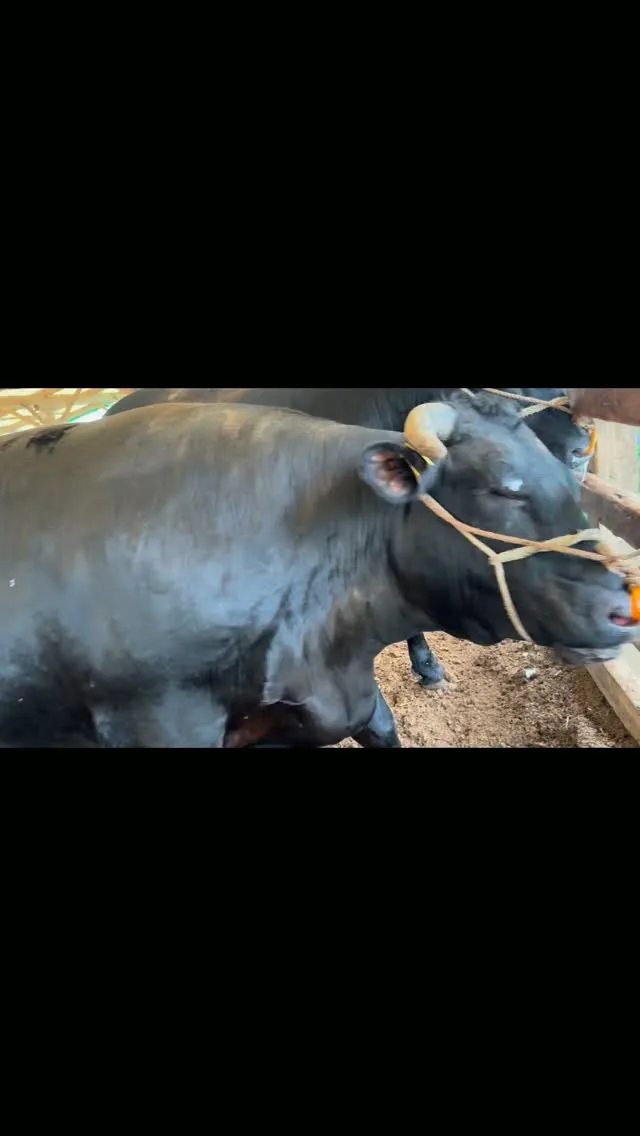 今日の牛たちは誇りです🐄